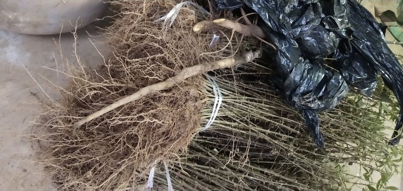 正宗重庆九叶青花椒苗无刺花青花椒苗大红袍花椒