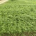 正宗重庆九叶青花椒苗无刺花青花椒苗大红袍花椒