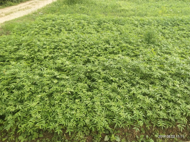 正宗重庆九叶青花椒苗无刺花青花椒苗大红袍花椒