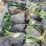 正宗重庆九叶青花椒苗无刺花青花椒苗大红袍花椒