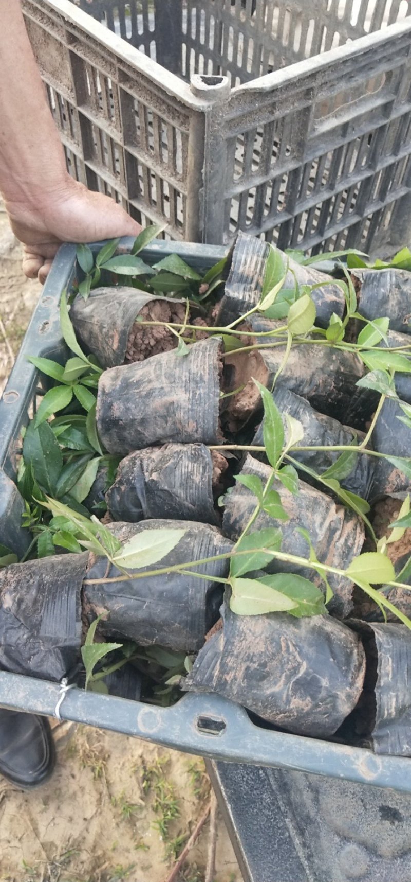 正宗重庆九叶青花椒苗无刺花青花椒苗大红袍花椒