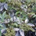 正宗重庆九叶青花椒苗无刺花青花椒苗大红袍花椒