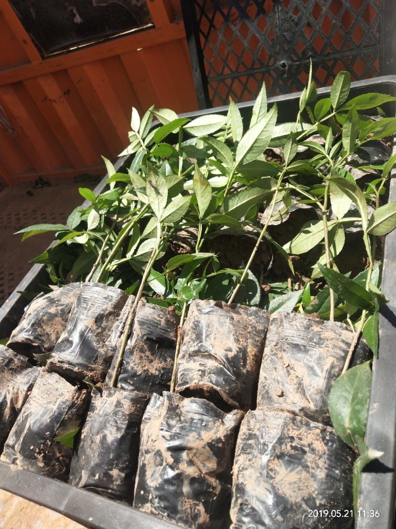 正宗重庆九叶青花椒苗无刺花青花椒苗大红袍花椒
