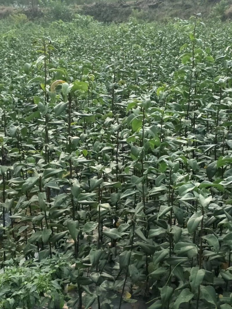 黄金梨树苗晚熟梨水分多甜度高适宜南北方种植！