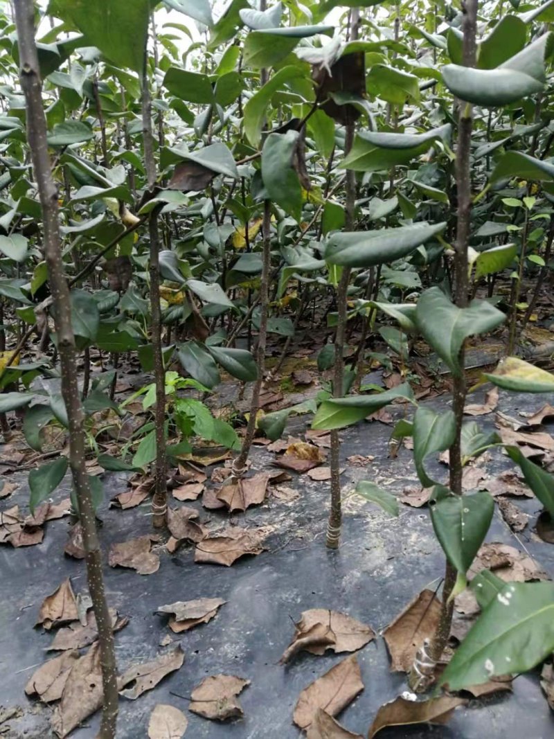 黄金梨树苗晚熟梨水分多甜度高适宜南北方种植！