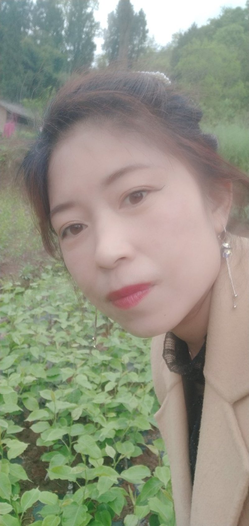四川清脆李子苗基地直发量大从优包指导包成活