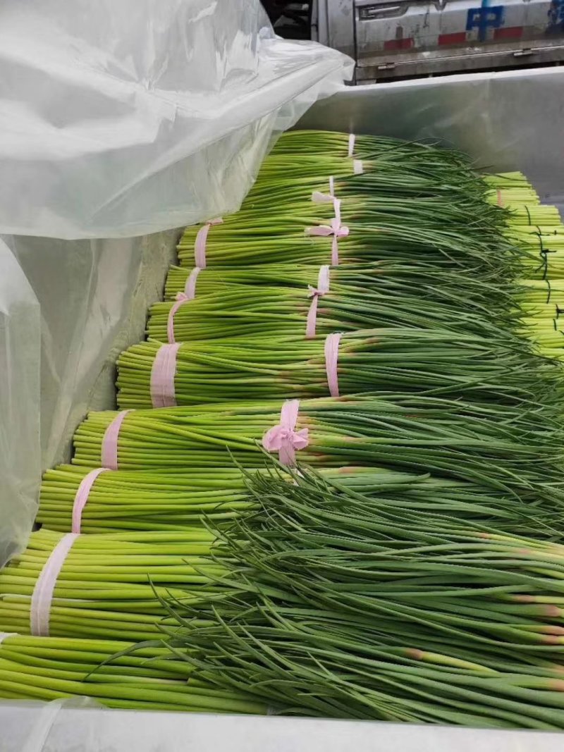 通许精品红帽蒜苔大量上市，市场，商超，电商库存请联系我！