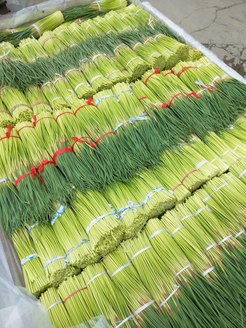 通许精品红帽蒜苔大量上市，市场，商超，电商库存请联系我！