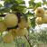 黄金梨树苗晚熟梨水分多甜度高适宜南北方种植！