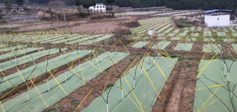 脆冠梨子树苗早熟梨子树苗又称六月雪梨子梨子嫁接苗