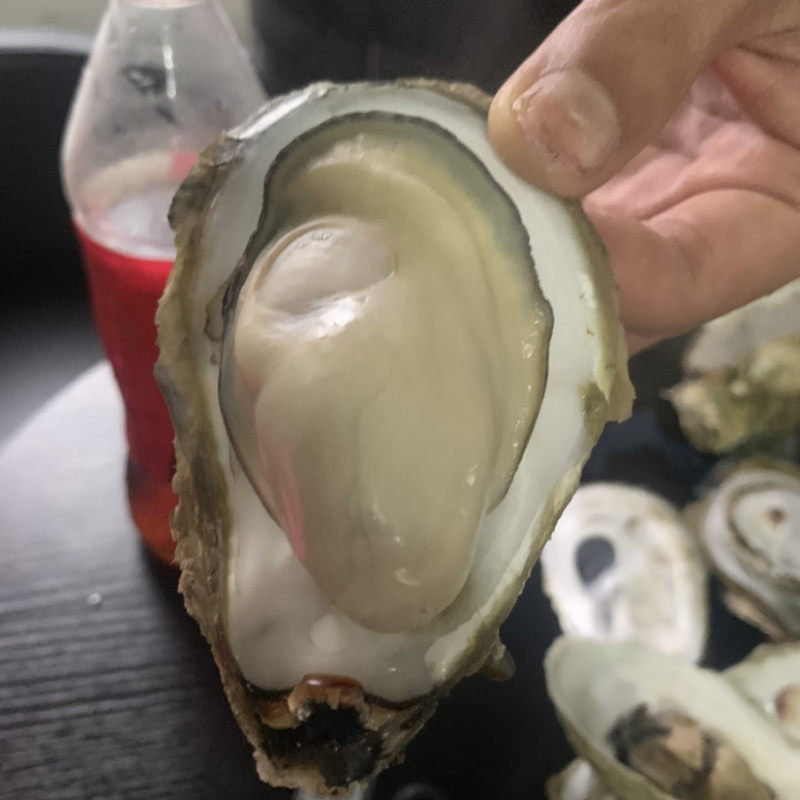 阳江程村肥蚝,净重8斤含冰10斤,烧烤批发价优,次日达