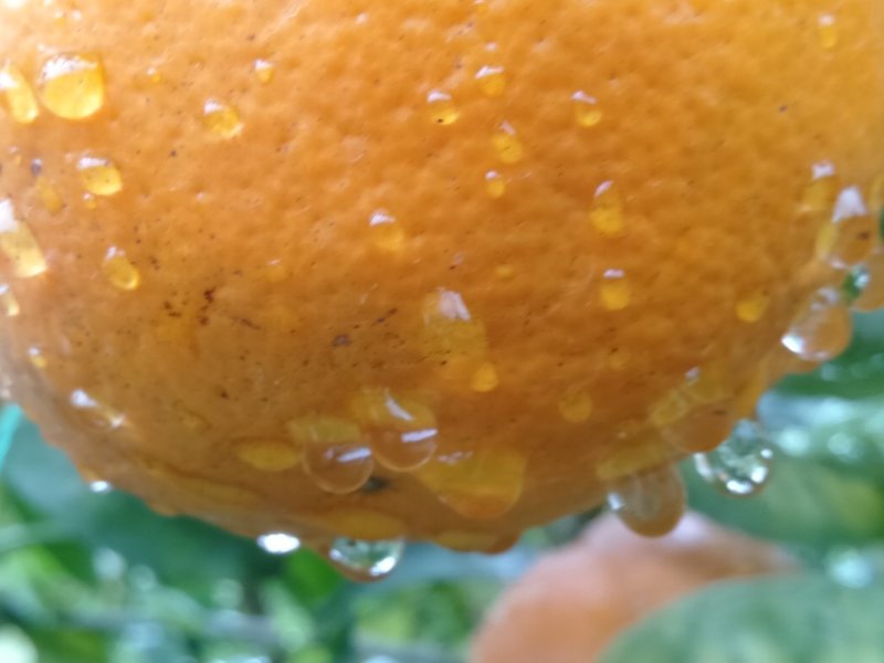 优质夏橙，甜甜蜜蜜，糖分充足，大量上市供应