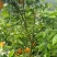 优质夏橙，甜甜蜜蜜，糖分充足，大量上市供应