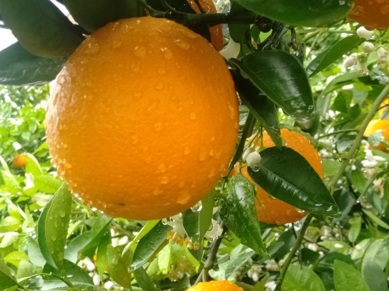 优质夏橙，甜甜蜜蜜，糖分充足，大量上市供应