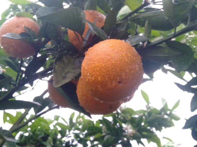 优质夏橙，甜甜蜜蜜，糖分充足，大量上市供应