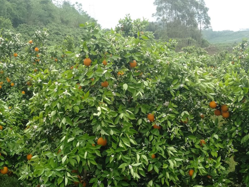优质夏橙，甜甜蜜蜜，糖分充足，大量上市供应