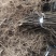 野生猕猴桃苗实生苗猕猴桃苗猕猴桃粘木苗基地直发量大从优
