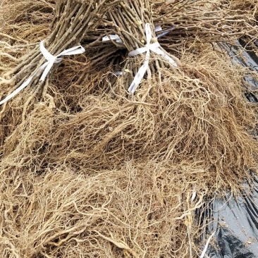 野生猕猴桃苗实生苗猕猴桃苗猕猴桃粘木苗基地直发量大从优