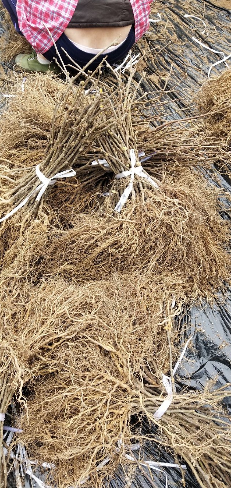 野生猕猴桃苗实生苗猕猴桃苗猕猴桃粘木苗基地直发量大从优