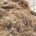 野生猕猴桃苗实生苗猕猴桃苗猕猴桃粘木苗基地直发量大从优