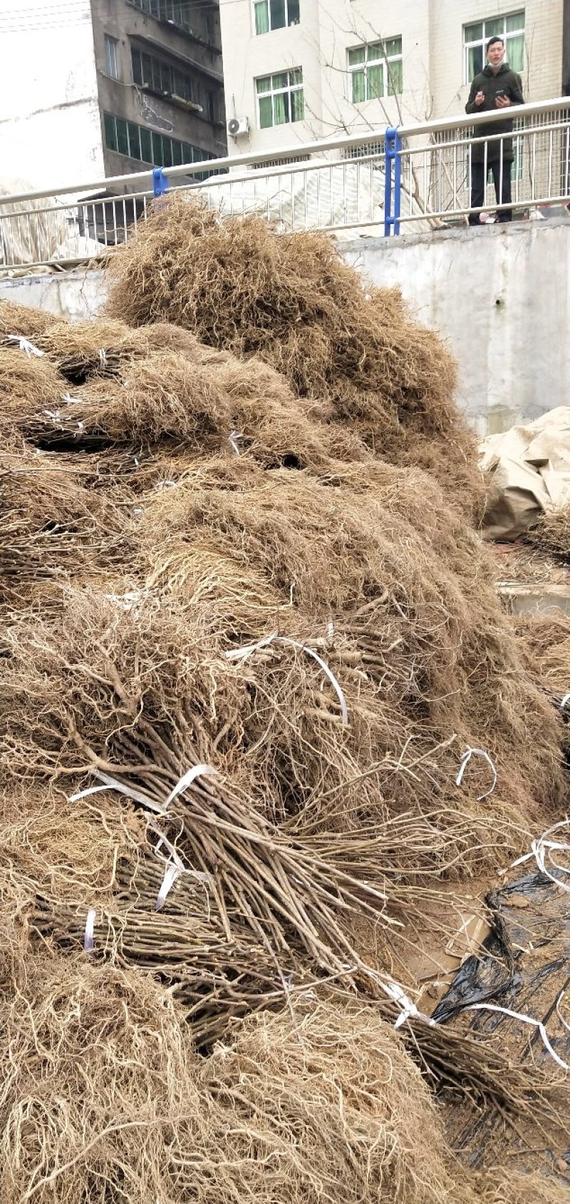 野生猕猴桃苗实生苗猕猴桃苗猕猴桃粘木苗基地直发量大从优