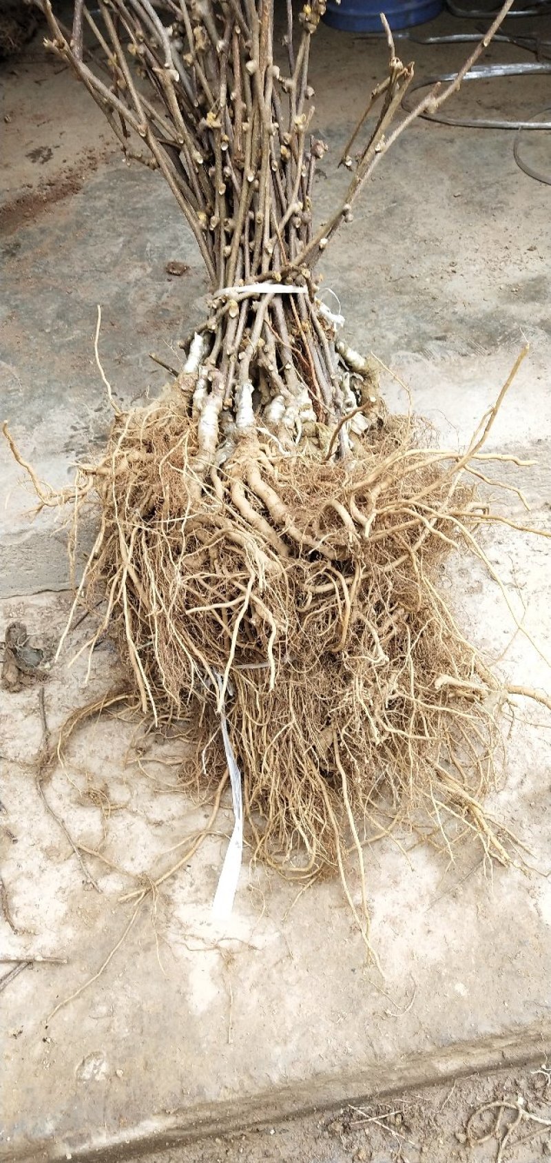 野生猕猴桃苗实生苗猕猴桃苗猕猴桃粘木苗基地直发量大从优