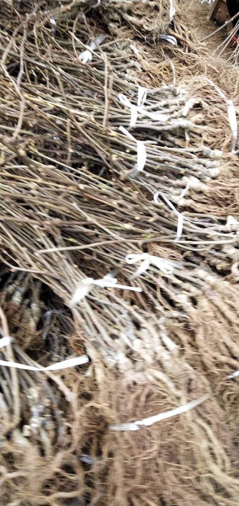 野生猕猴桃苗实生苗猕猴桃苗猕猴桃粘木苗基地直发量大从优