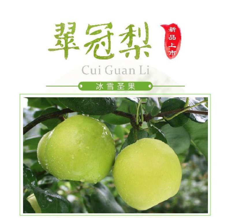 翠冠梨子苗嫁接梨子树苗脆冠梨子苗保湿发货