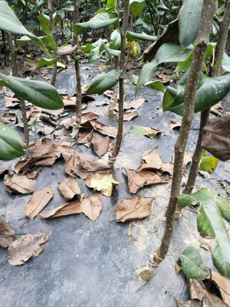 翠冠梨子苗嫁接梨子树苗脆冠梨子苗保湿发货