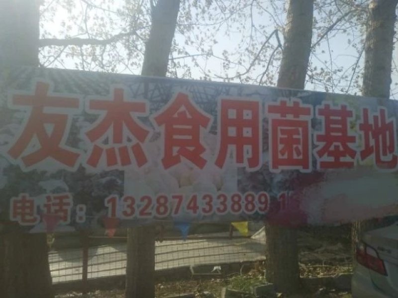 平菇菌棒，常年供应