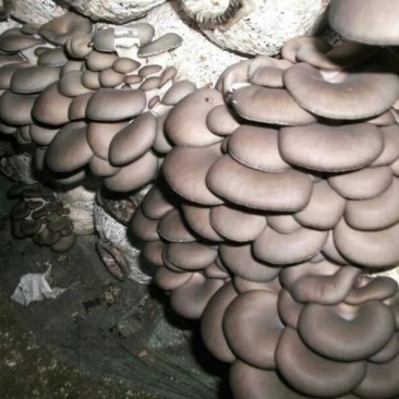 平菇菌棒，常年供应