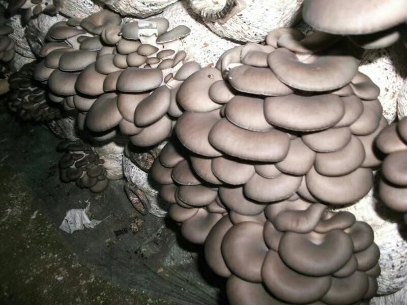 平菇菌棒，常年供应