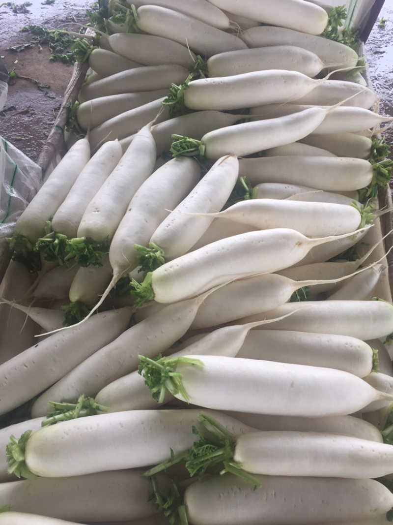 精品白萝基地直销，超市专供