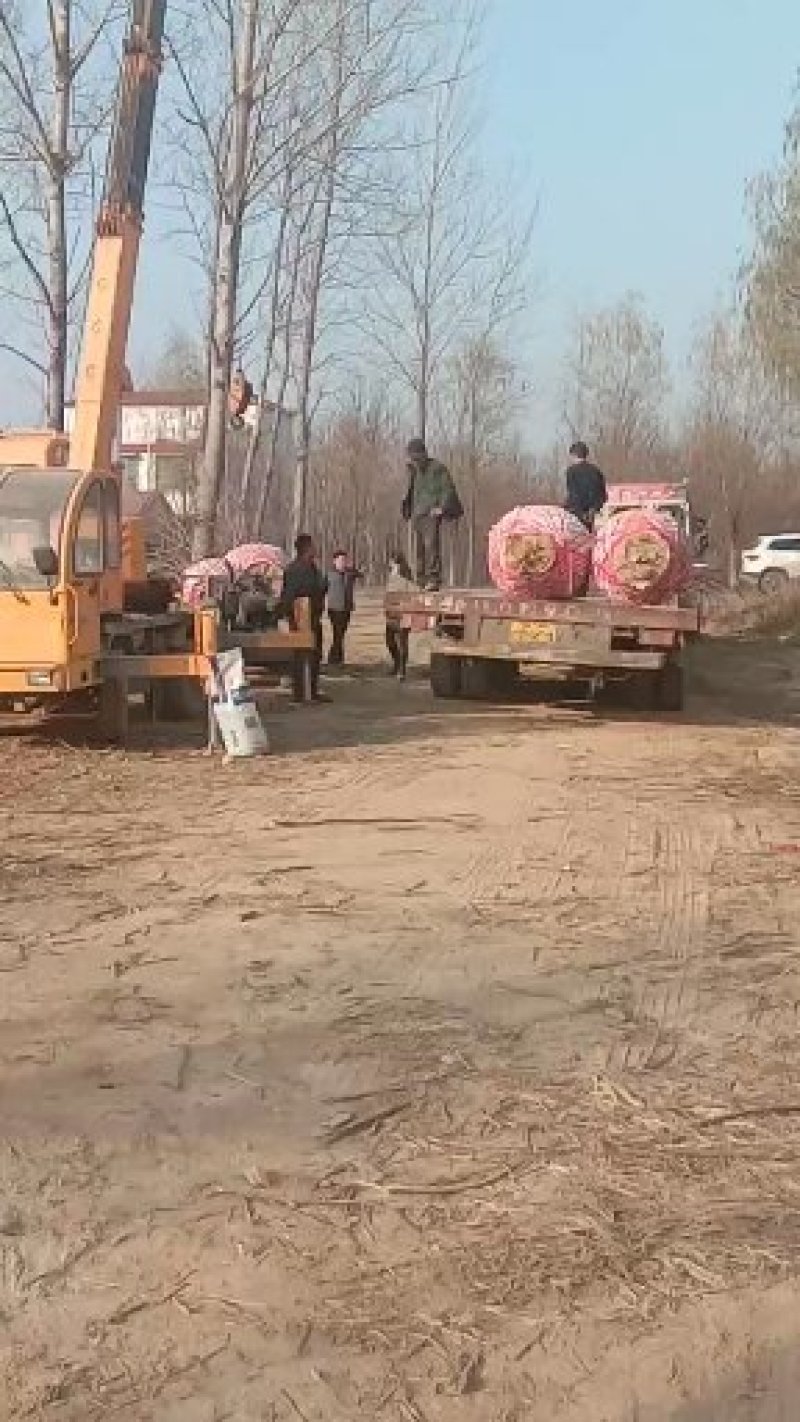 楸树