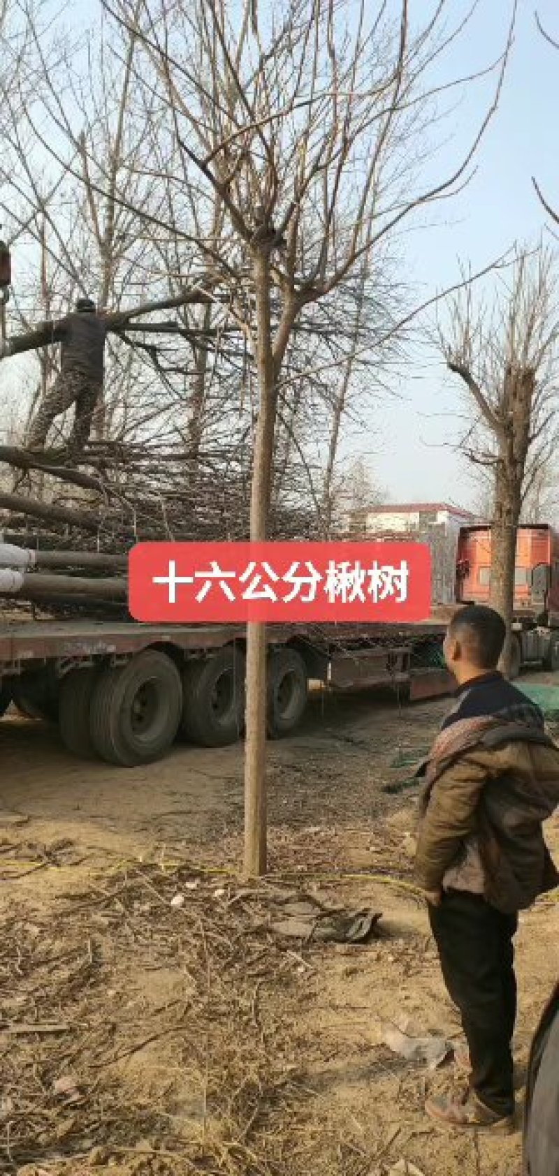 楸树