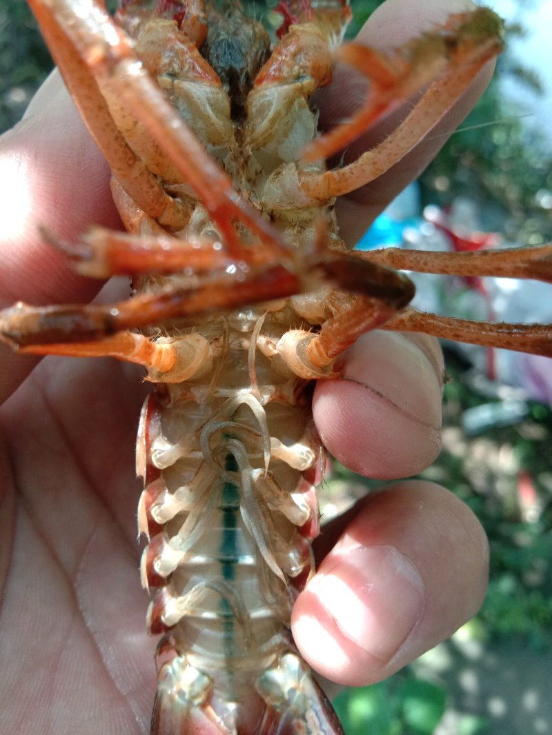 精品龙虾，，肉质鲜嫩