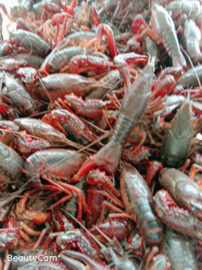 精品龙虾，，肉质鲜嫩