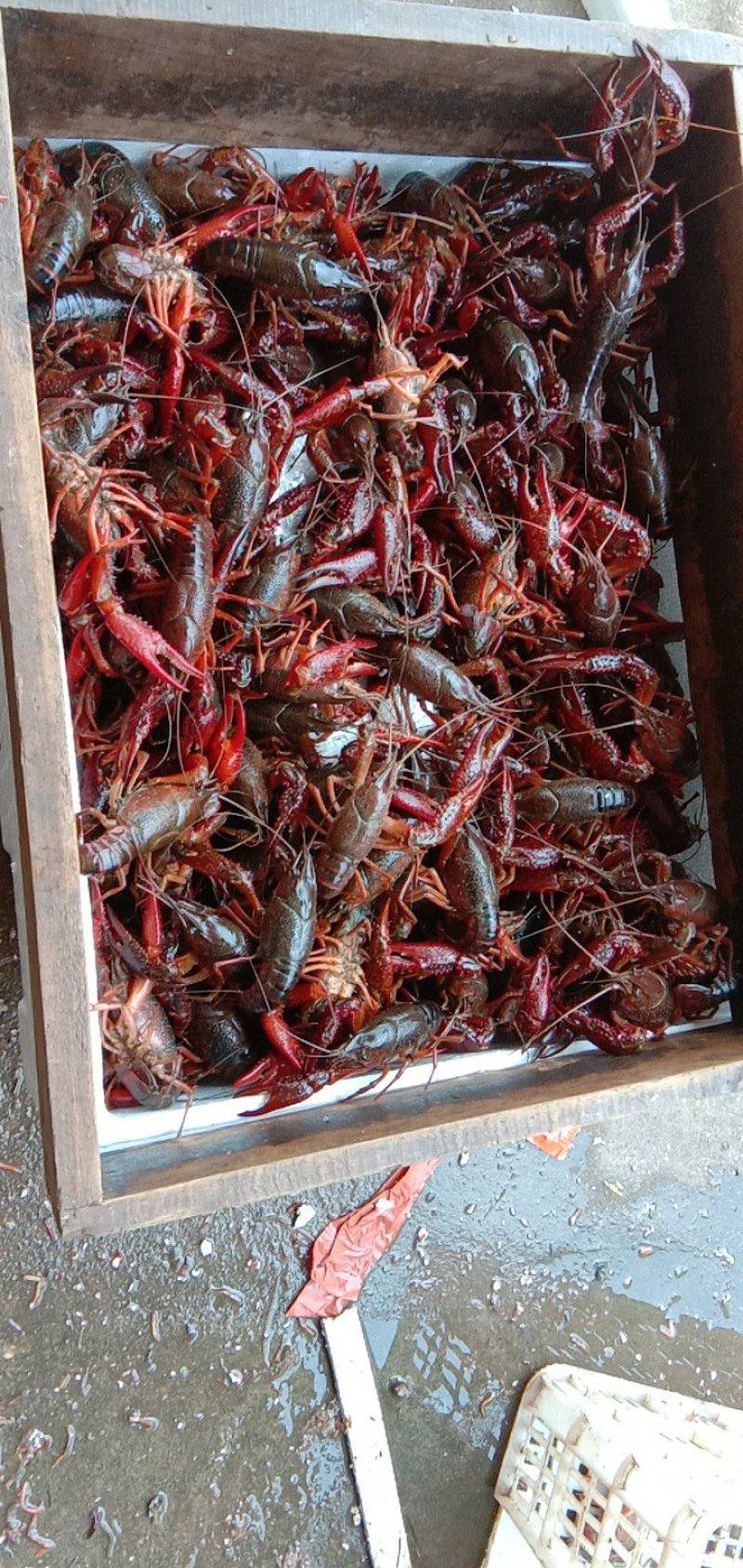 精品龙虾，，肉质鲜嫩