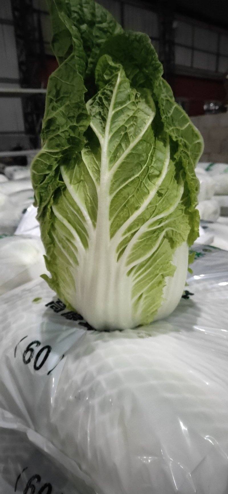 兰陵县春季黄心大白菜，无虫眼，无烧心，产地直发一条龙服务
