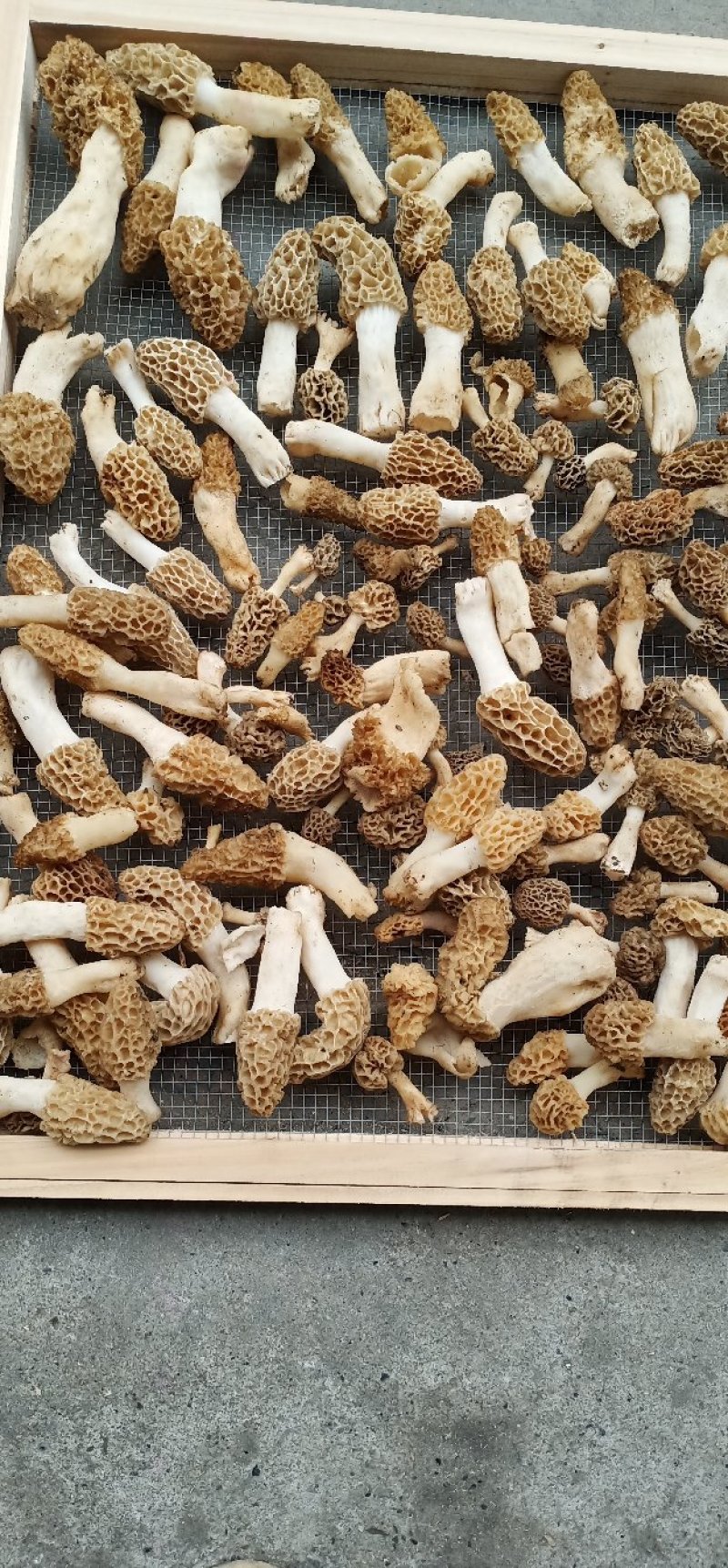 湖北武当丹江口老农釆摘野生羊肚菌