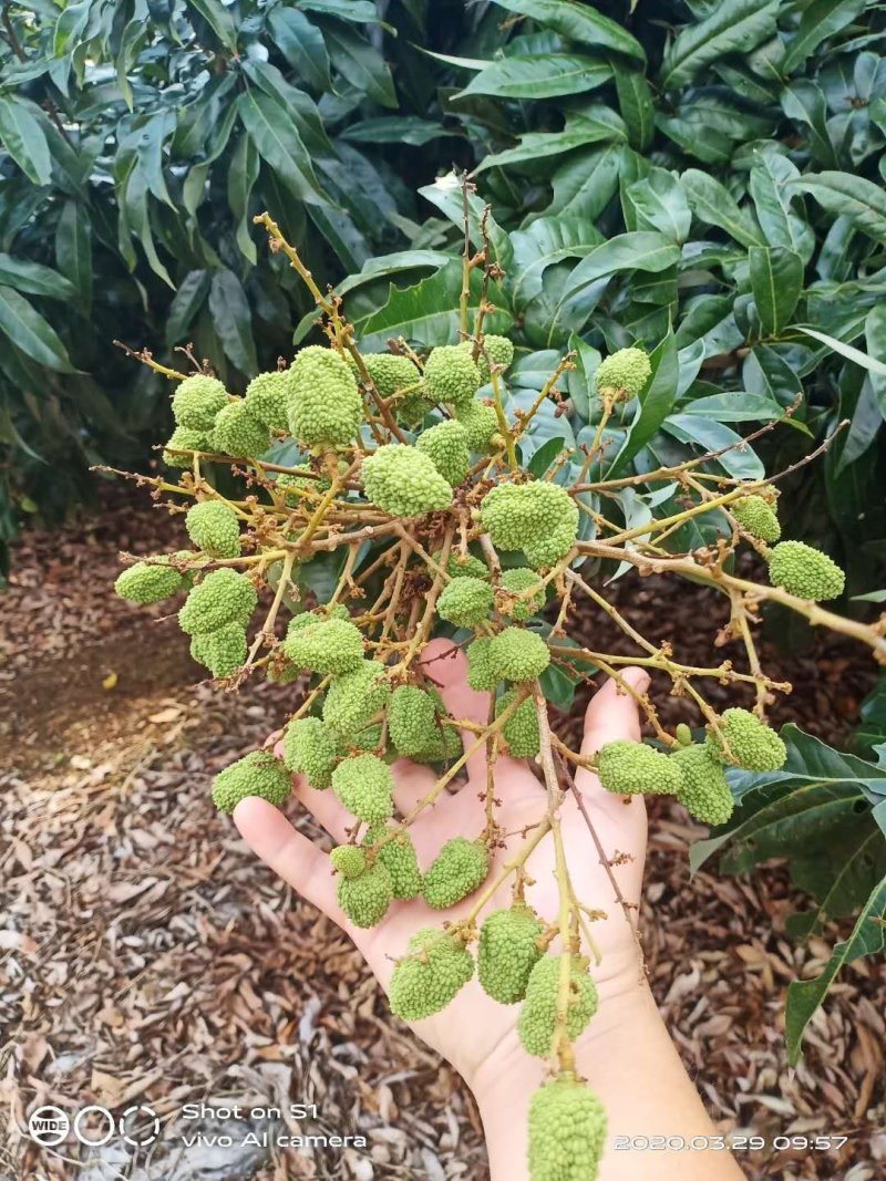 荔枝