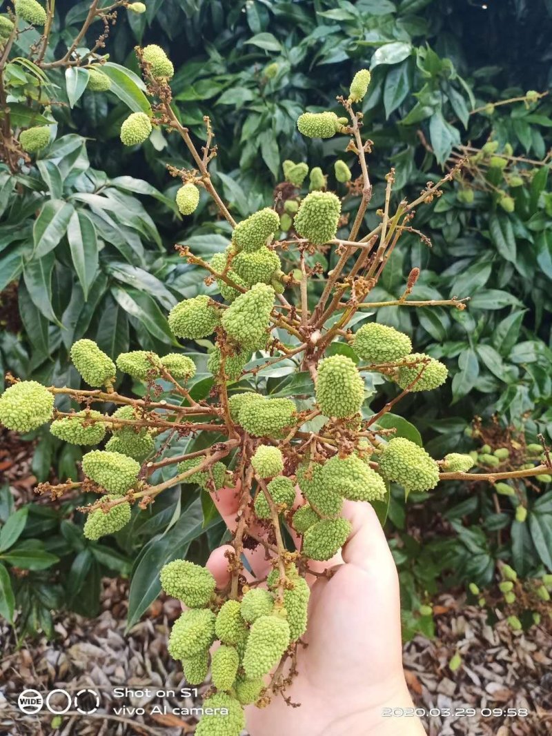 荔枝