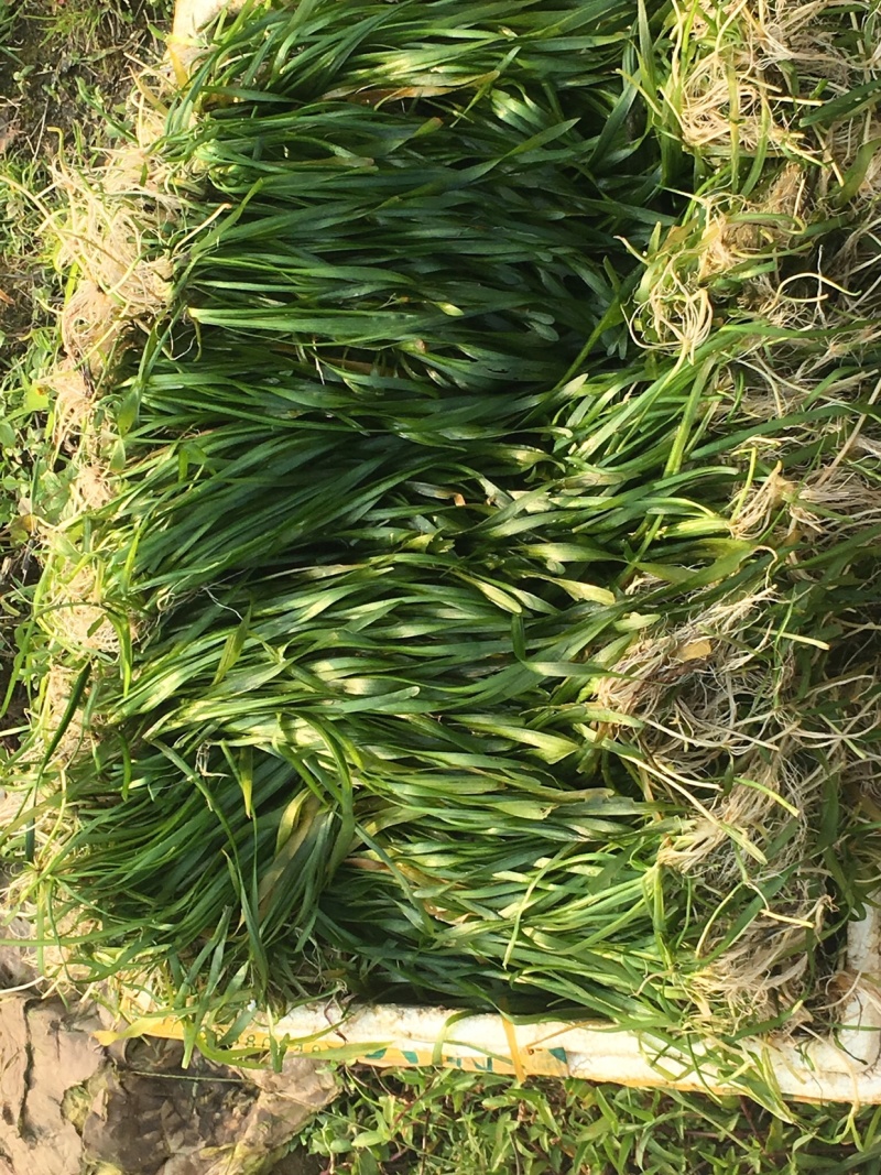 四季青矮苦草基地直供全年供应