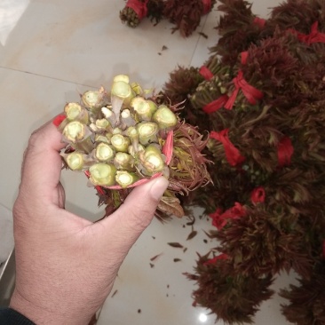 大量供应马家寨香椿芽
