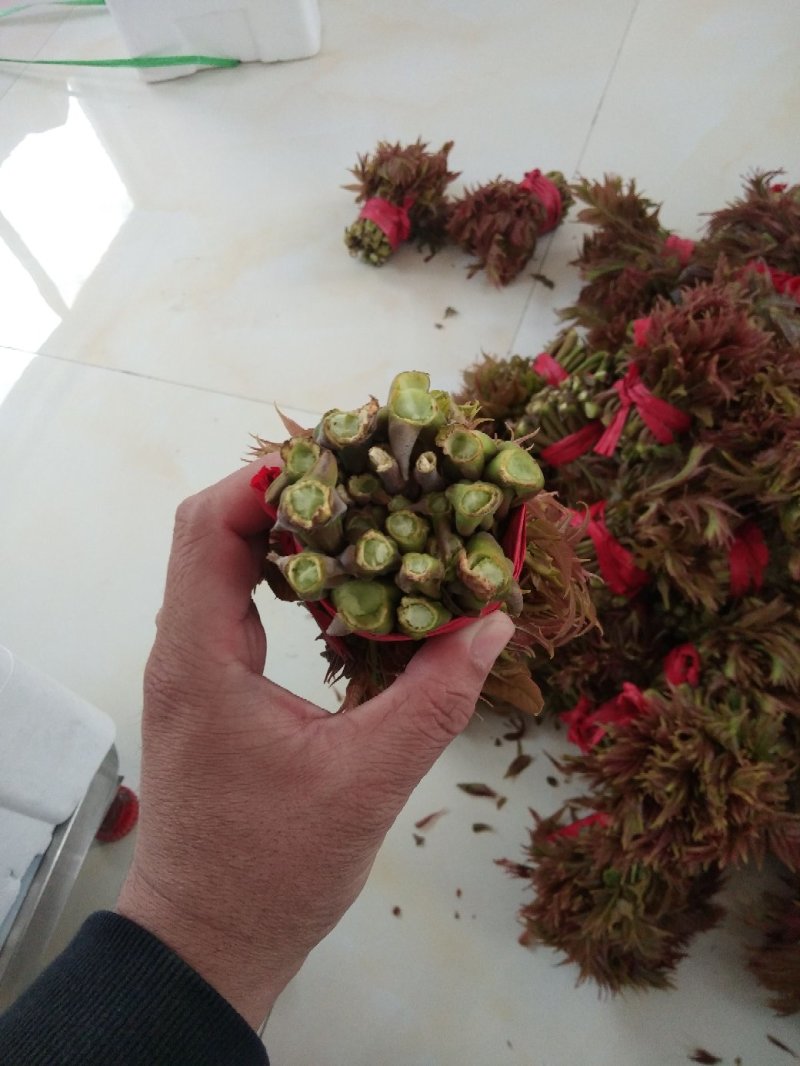大量供应马家寨香椿芽