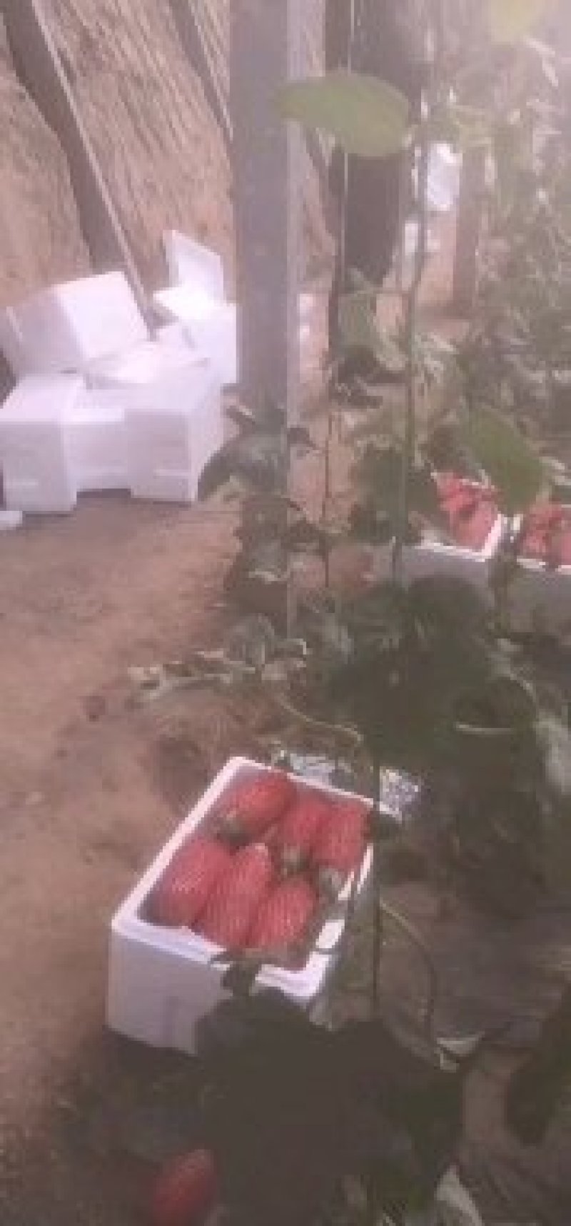 （精品）博洋9甜瓜脆甜可口1，适合电商批发市场需要联系
