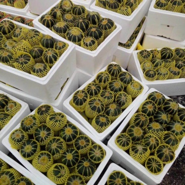 （精品）博洋9甜瓜脆甜可口1，适合电商批发市场需要联系