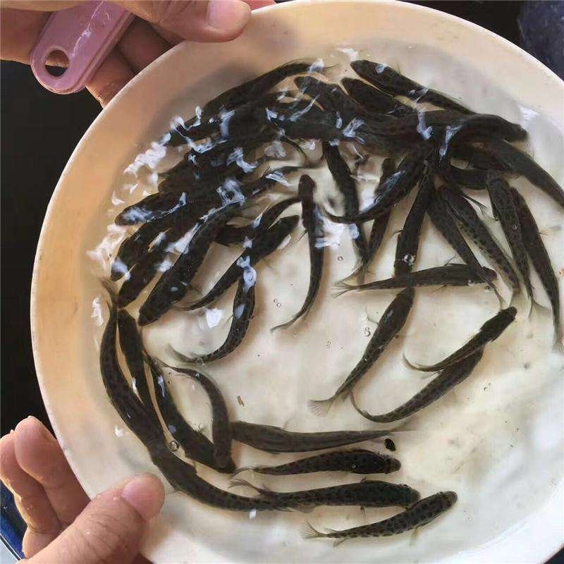 黑鱼