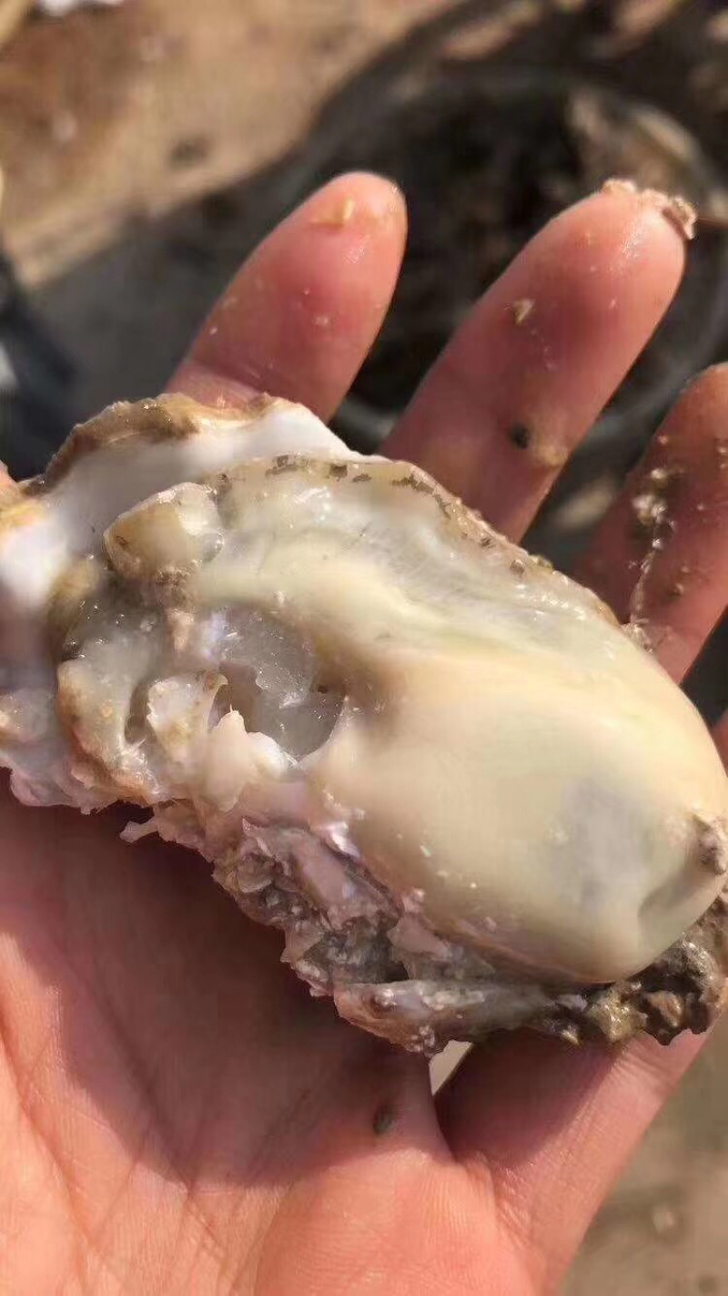 生蚝肥蚝牡蛎超级肥蚝海蛎子