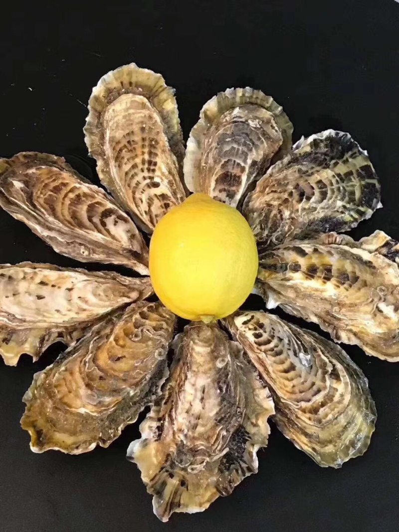 生蚝肥蚝牡蛎超级肥蚝海蛎子